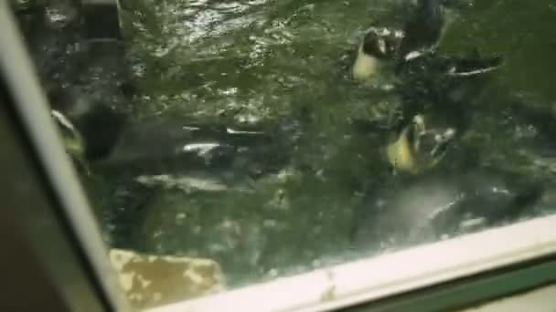 フンボルト ペンギン ペルー ペンギン観察のプールで水泳します。ドゥシット動物園は、バンコク、タイ. — ストック動画