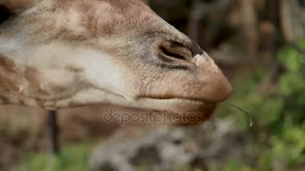 Girafa Girafa camelopardalis agarra a grama com a língua. Feche as filmagens. Zoológico de Dusit, Bangkok, Tailândia . — Vídeo de Stock