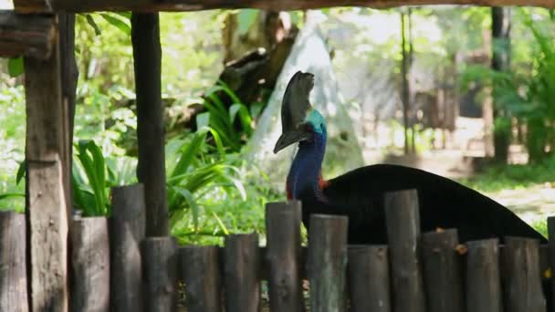 Barevný pták tithon Casuarius za dřevěným plotem, Bangkok, Thajsko. — Stock video