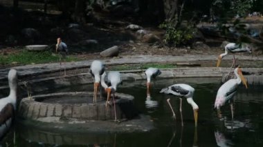 Boyalı leylek sürüsü. Sarı Gaga büyük kuşlar. Malezya.