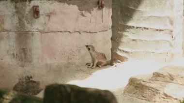 Çöl faresi veya suricate, Suricata suricatta bir taş muhafaza içinde oturur. Bangkok, Tayland.