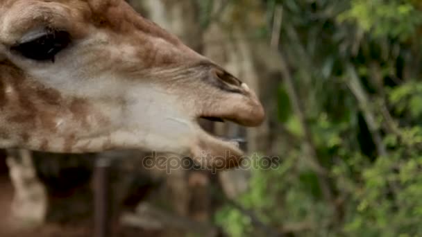Jirafa Jirafa camelopardalis masticando comida en el paddock. Dusit Zoo, Bangkok, Tailandia . — Vídeo de stock