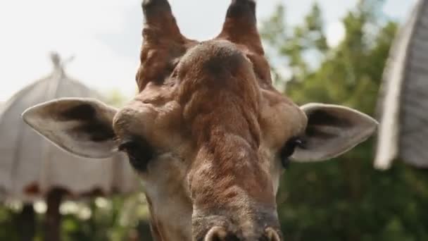 기린 Giraffa 기린자리입니다. 푸티지를 닫습니다. 두싯 동물원, 방콕, 태국. — 비디오