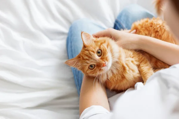 Mignon chat roux repose sur les mains de la femme. L'animal pelucheux s'est installé confortablement pour dormir ou jouer. Fond confortable mignon avec place pour le texte. Matin au coucher à la maison . — Photo