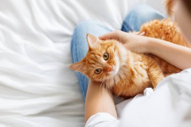 Şirin zencefil kedi kadının ellerinde yatıyor. Kabarık pet rahat uyumak için veya oynamak için yerleşti. Sevimli rahat arka plan metin için yer ile. Sabah yatmadan evde. 