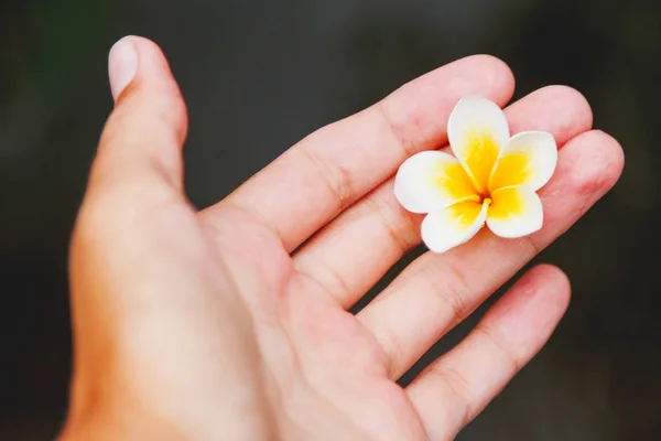 Plumeria blanche (frangipani) à portée de main. Symbole de beauté et de fragilité. Bali, Indonésie . — Photo
