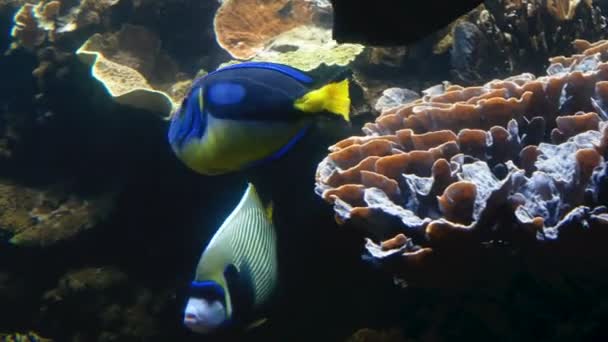 Beweglicher blauer Tang paracanthurus hepatus Fisch unter anderen Fischen. — Stockvideo