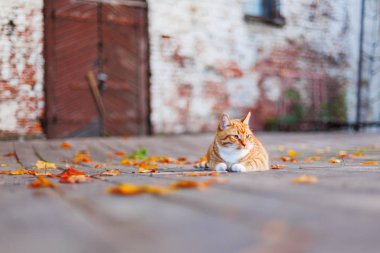 Sokak zencefil kedi renkli sonbahar yaprakları arasında yatıyor. Vyborg Kalesi sonbaharında. Rusya.
