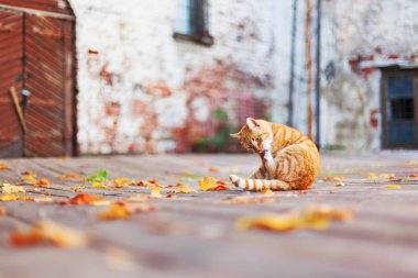 Sokak zencefil kedi renkli sonbahar yaprakları arasında yatıyor. Vyborg Kalesi sonbaharında. Rusya.