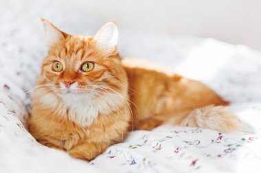 Yatakta yatarken şirin zencefil kedi. Kabarık pet merakla görünüyor. 