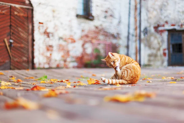 Sokak zencefil kedi renkli sonbahar yaprakları arasında yatıyor. Vyborg Kalesi sonbaharında. Rusya.