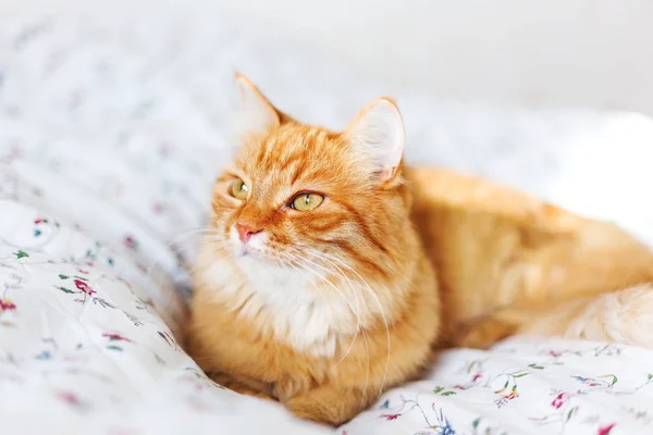 Mignon chat roux couché au lit. animal pelucheux semble curieusement. Confortable fond de maison . — Photo