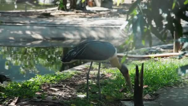 Der kleine Adjutant Leptoptilos javanicus frisst etwas am Boden. Dusit Zoo, Bangkok, Thailand. — Stockvideo