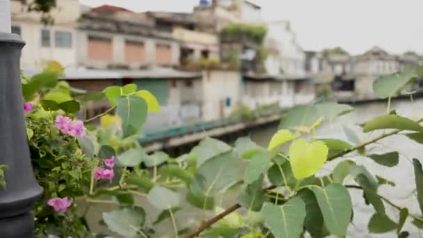 バンコク, タイ王国 - 2012 年 10 月 20 日。ブーゲンビリアの花と草に覆われた橋から運河クロンのビュー。バンコクの住宅街. — ストック動画