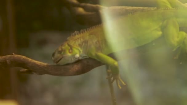 Yeşil iguana kertenkele ağaç dalı özel su tankında bir şekerleme alır. Dusit Hayvanat Bahçesi, Bangkok, Tayland. — Stok video