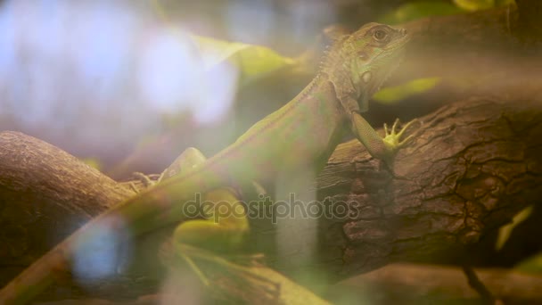 Lucertola iguana verde fa un pisolino su ramo d'albero in serbatoio speciale. Dusit Zoo, Bangkok, Thailandia . — Video Stock