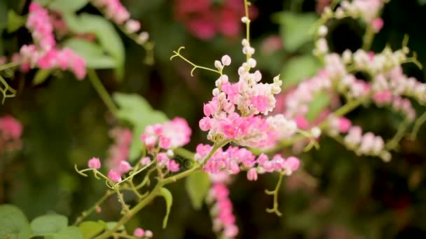 Bina samlar pollen från creeper växt med rosa blommor. Naturlig bakgrund. — Stockvideo