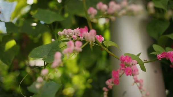 Hangyák felmenni kúszónövény növény, rózsaszín virágokkal. Természetes háttér. — Stock videók