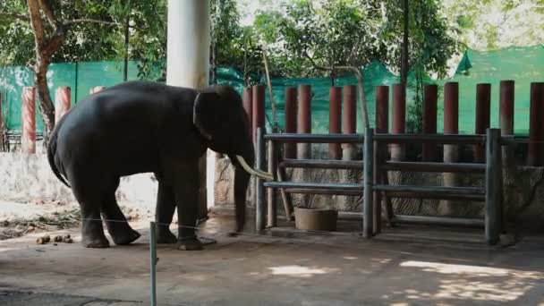 Αφρικανικός ελέφαντας αλυσοδεμένος στον πυλώνα. Μεγάλο έξυπνο ζώο κινείται όπως το χορό. Dusit ζωολογικό κήπο, Μπανγκόκ, Ταϊλάνδη. — Αρχείο Βίντεο
