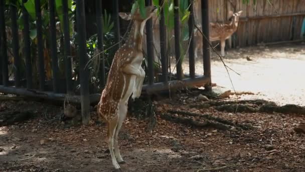 Eje del eje chital o cheetal femenino, también conocido como ciervo manchado o ciervo del eje come hojas de un árbol. Dusit Zoo, Bangkok, Tailandia . — Vídeo de stock