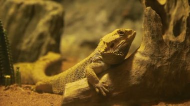 Pogona sakallı ejderha da bilinir. İguana ağaç dalı özel su tankında bir şekerleme alır. Dusit Hayvanat Bahçesi, Bangkok, Tayland.