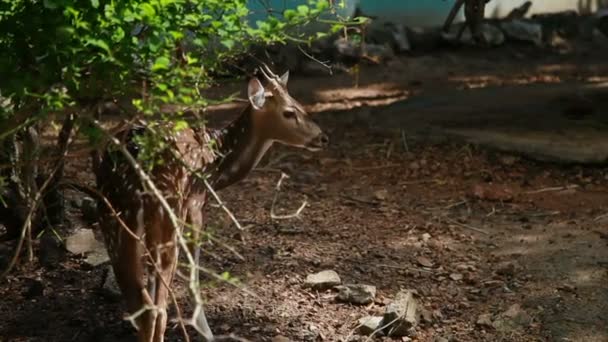 Мужской хитал или ось гепарда, также известная как пятнистый олень или олень оси. Зоопарк Дусит, Бангкок, Таиланд . — стоковое видео