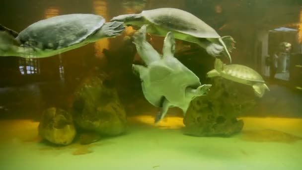 Disznóorrú teknős Carettochelys insculpta, más néven a kimagozott héjú teknős vagy a Fly-folyó teknős merülés víz alatt. Dusit zoo, Bangkok, Thaiföld. — Stock videók