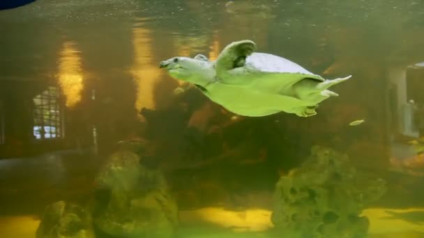 Kaplumbağa Carettochelys insculpta, olarak da bilinen çekirdeksiz-kabuklu kaplumbağa veya sinek River kaplumbağa dalış su altında domuz burunlu. Dusit Hayvanat Bahçesi, Bangkok, Tayland. — Stok video