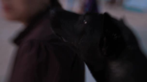 Αδέσποτος σκύλος προσπαθεί να γλείφω ένα κορίτσι στο πρόσωπο. Πατάγια, Ταϊλάνδη. Αποτελέσματα με φακό γλυκό μωρό, 35mm. — Αρχείο Βίντεο