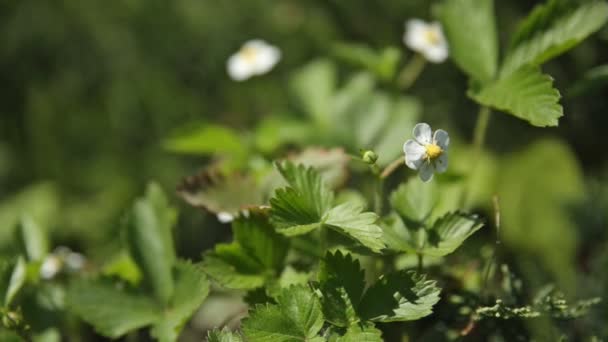 Wilde aardbei Fragaria bloemen op bloem bed op zonlicht. Lente of zomer natuurlijke achtergrond. — Stockvideo
