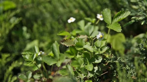 Vad eper Fragaria virág virág-ágy, a napfény. Tavaszi vagy nyári természetes háttér. — Stock videók