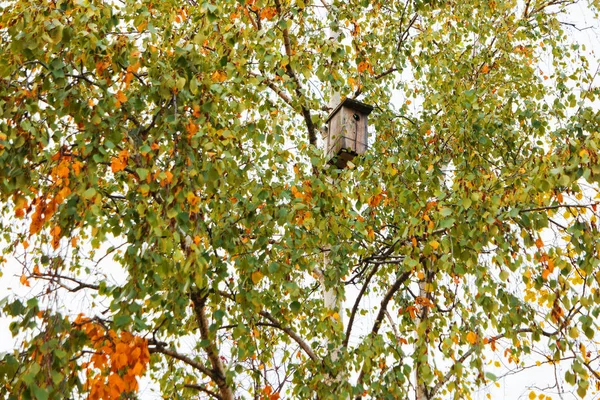 Rumah burung kayu melekat di antara cabang-cabang pohon birch. Dedaunan musim gugur dengan daun kuning . — Stok Foto