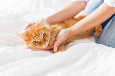 Şirin zencefil kedi kadının ellerinde yatıyor. Kabarık pet rahat uyumak için veya oynamak için yerleşti. Sevimli rahat arka plan, sabah yatmadan evde. 