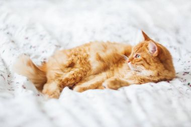 Yatakta yatarken şirin zencefil kedi. Kabarık pet merakla görünüyor. Rahat ev arka plan.