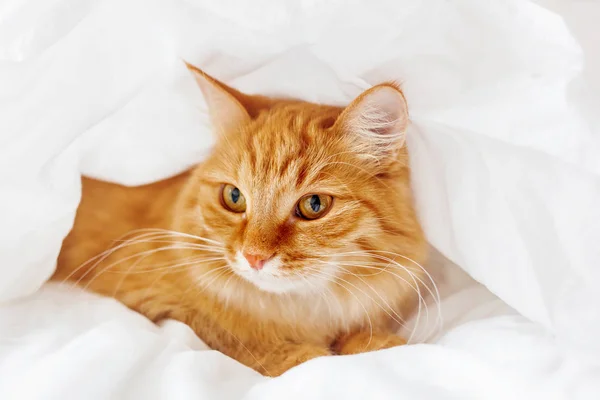 Schattig gember kat ligt op bed. De pluizige huisdier verborgen comfortabel onder een deken te slapen of te spelen. Leuke gezellige achtergrond, ochtend warme bedtijd thuis — Stockfoto