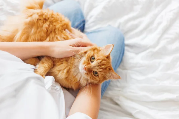 Lindo gato de jengibre se encuentra en las manos de la mujer.La mascota esponjosa cómodamente se estableció para dormir o para jugar. Lindo fondo acogedor, hora de acostarse por la mañana en casa . — Foto de Stock