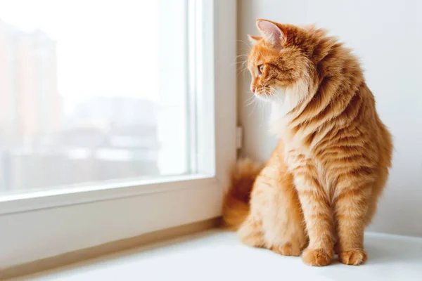 窓辺に座って何かを待っているかわいい生姜猫。ふわふわペットは窓を見ます. — ストック写真