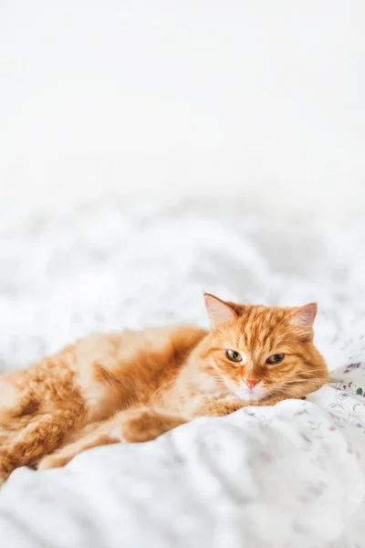 Schattig gember kat liggend in bed. Pluizig huisdier kijkt boos. Gezellig huis achtergrond. — Stockfoto