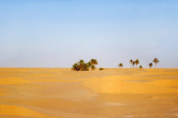 Zonsondergang in de Saharawoestijn. Mooi landschap met zandduinen en palmbomen in oase. Tunesië. — Stockfoto