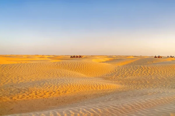 游客和贝都因人骑着骆驼在撒哈拉大沙漠相遇日落。与沙丘和湛蓝的天空的美丽景观。突尼斯. — 图库照片