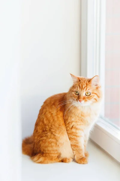 Gato de gengibre bonito sentado no peitoril da janela e esperando por algo. animal de estimação fofo parece curioso . — Fotografia de Stock