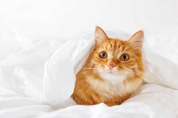 かわいい生姜猫はベッドにあります。ふわふわペットは快適スリープしたり、再生したり毛布の下に隠した。かわいい居心地の良いバック グラウンド、暖かい就寝を自宅で朝 — ストック写真