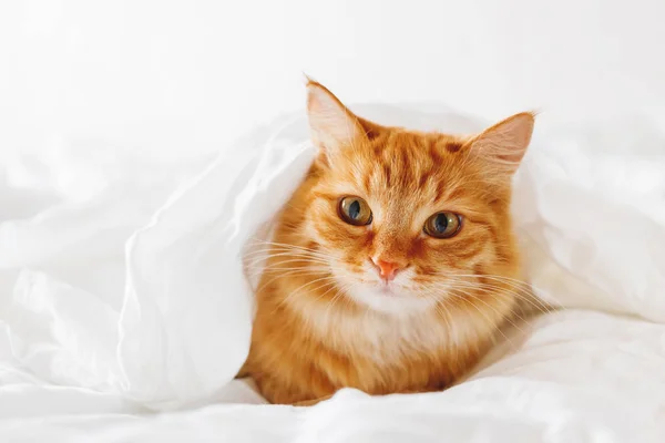 Mignon chat roux se trouve sur le lit. L'animal moelleux se cachait confortablement sous une couverture pour dormir ou jouer. Mignon fond confortable, matin au coucher chaud à la maison — Photo