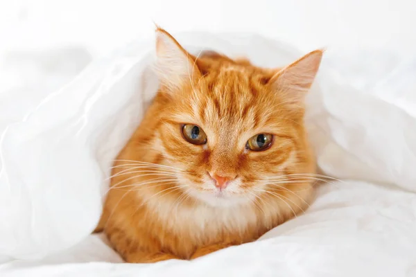 Mignon chat roux se trouve sur le lit. L'animal moelleux se cachait confortablement sous une couverture pour dormir ou jouer. Mignon fond confortable, matin au coucher chaud à la maison — Photo