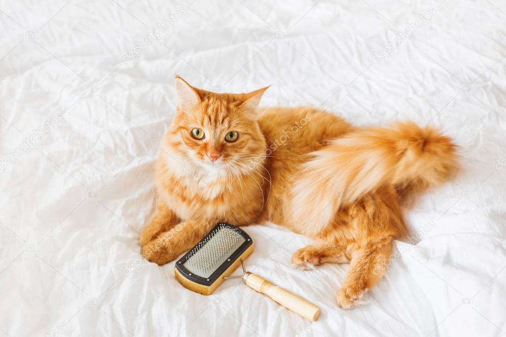 Cute ginger cat lies on bed with grooming comb. The fluffy pet comfortably settled on white sheet. Cute cozy background, morning bedtime at home.