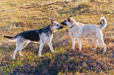 Gün batımında çayır üzerinde iki çoban köpekleri. 