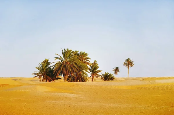 Zonsondergang in de Saharawoestijn. Mooi landschap met snad duinen en palmbomen in oase. Tunesië. — Stockfoto