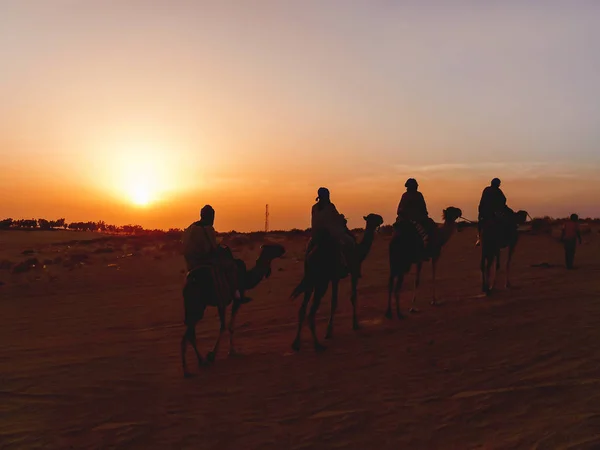 Turisták és a Beduinok a tevék megfelelnek a naplemente a szaharai sivatagban. Tunézia — Stock Fotó
