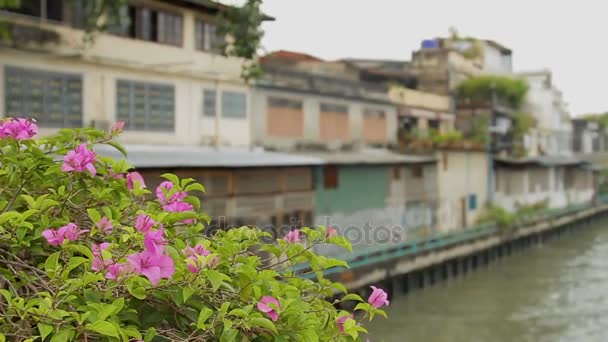 Bangkok, Thailand - 20 oktober 2012. Zicht op het kanaal klong vanaf de brug, begroeid met Bougainville bloemen. Woonwijk van Bangkok. — Stockvideo