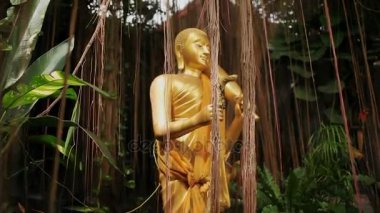 Güneş ağaçların dalları ile parlar. Ağaç hava kök sistemi ile. Altın heykel çalıların arasında. Wat Saket altın Dağı. Bangkok, Tayland.